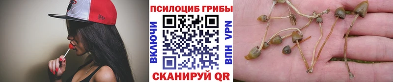 купить наркоту  Камышин  мега сайт  Галлюциногенные грибы прущие грибы 